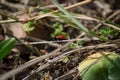 Red ladybug climbing on a stick in the grass, insect in the ground, selective focus, nature outdoors, flora and fauna