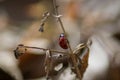 Red ladybug climbing on a stick in the grass, insect in the ground, selective focus, nature outdoors, flora and fauna