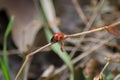 Red ladybug climbing on a stick in the grass, insect in the ground, selective focus, nature outdoors, flora and fauna