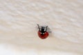 Red ladybug climbing up a white wall