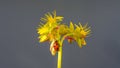 Red ladybug climbing up the stem of a yellow flower Royalty Free Stock Photo