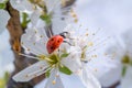 Red ladybug climbs on a blossom flower on a blooming plum tree close up.
