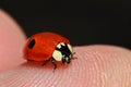 Ladybug macro - ladybug on a finger tip closeup Royalty Free Stock Photo