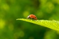 Red ladybug (Coccinella septempunctata) on leaf Royalty Free Stock Photo