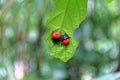 Red ladybug Coccinella septempunctata on the leaf Royalty Free Stock Photo