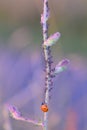 Red Ladybug Coccinellidae on plant with many aphids