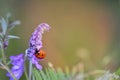 A red Ladybug Coccinellidae on plant in nature with aphids