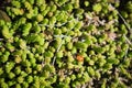 Red ladybug crawling on decorative moss Sedum. Selective focus, top view Royalty Free Stock Photo