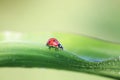 red ladybug crawling on a green leaf covered with dew drops Royalty Free Stock Photo