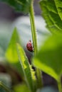 Ladybug crawling on a stem