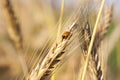 Ladybug on wheat Royalty Free Stock Photo