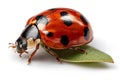 A red ladybug crawls on a green leaf Royalty Free Stock Photo