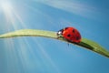 A red ladybug crawls on a leaf on green grass, blue sky with the rays of the sun Royalty Free Stock Photo