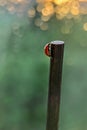 A red ladybug crawls on a stick towards the sun`s sunset rays. Bokeh. Macrophotography. After rain Royalty Free Stock Photo