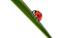 A red ladybug crawls up a green leaf of grass. White background Royalty Free Stock Photo