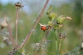 Red ladybug craws on weeds Royalty Free Stock Photo