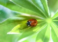 Red ladybug creeps on stem of plant in spring, ladybird on green leaf in garden in summer Royalty Free Stock Photo