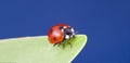 Red ladybug creeps on stem of plant in spring, ladybird on green leaf in garden in summer Royalty Free Stock Photo