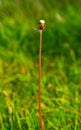 Red ladybug on a dandelion flower  front of the green blurred backround Royalty Free Stock Photo