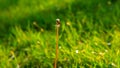 Red ladybug on a dandelion flower  front of the green blurred backround Royalty Free Stock Photo