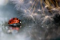 Red ladybug with dandelion reflection on the mirror