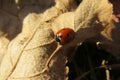 Red ladybug on leaf at autumn, closeup Royalty Free Stock Photo