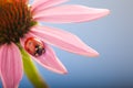 Red ladybug on Echinacea flower, ladybird creeps on stem of plan