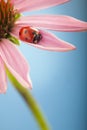 Red ladybug on Echinacea flower, ladybird creeps on stem of plan