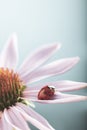 Red ladybug on Echinacea flower, ladybird creeps on stem of plant in spring in garden in summer