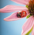 Red ladybug on Echinacea flower, ladybird creeps on stem of plant in spring in garden in summer