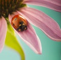 Red ladybug on Echinacea flower, ladybird creeps on stem of plant in spring in garden in summer