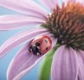 Red ladybug on Echinacea flower, ladybird creeps on stem of plant in spring in garden in summer