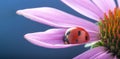 Red ladybug on Echinacea flower, ladybird creeps on stem of plant in spring in garden in summer