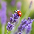 Macro closeup of a ladybug on a lavender flower on blurred natural background. Royalty Free Stock Photo