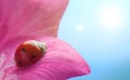 Red ladybug on on flower on sunny sky background, ladybird on petal of plant in summer in garden