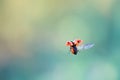 red ladybug is flying with its wings outstretched toward the sun in summer Royalty Free Stock Photo