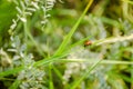 Red ladybug on a grass stalk Royalty Free Stock Photo