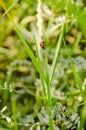 Red ladybug on a grass stalk Royalty Free Stock Photo