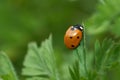 Red ladybug on a green grass leaf on a sunny May day. Coccinellidae is a widespread family of small beetles. Springtime Royalty Free Stock Photo