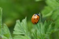 Red ladybug on a green grass leaf on a sunny May day. Coccinellidae is a widespread family of small beetles. Springtime. Royalty Free Stock Photo