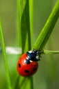Red ladybug on a green grass leaf on a sunny May day Royalty Free Stock Photo
