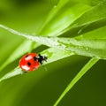 Red ladybug on green grass Royalty Free Stock Photo