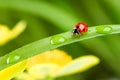 Red ladybug on green grass Royalty Free Stock Photo