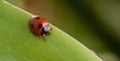 Red ladybug on green leaf Royalty Free Stock Photo