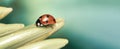 Red ladybug on green leaf Royalty Free Stock Photo