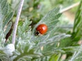 Red ladybug on a green leaf, Close up of a ladybug with green blurred background, ladybird beetle, Macro insect photo Royalty Free Stock Photo