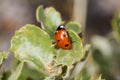 Red ladybug on a green leaf in the grass Royalty Free Stock Photo
