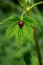 Red ladybug on a green leaf of hops closeup Royalty Free Stock Photo