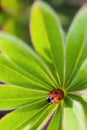 Red ladybug on green leaf, ladybird creeps on stem of plant Royalty Free Stock Photo