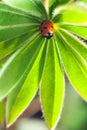 Red ladybug on green leaf, ladybird creeps on stem of plant in s Royalty Free Stock Photo